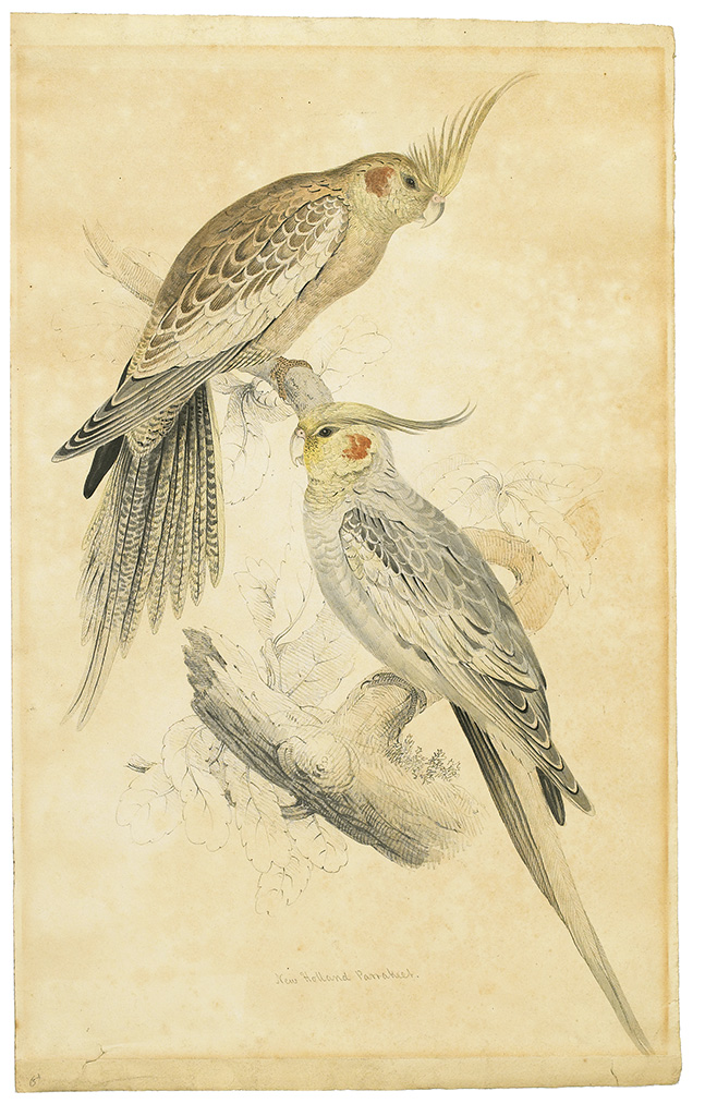 (BIRDS--EDWARD LEAR.) Two fine watercolors of Australian parrots,